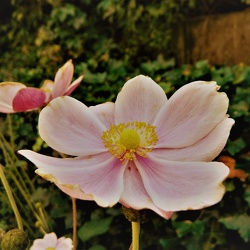 plants and flowers