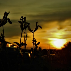 sunsets