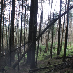 forests